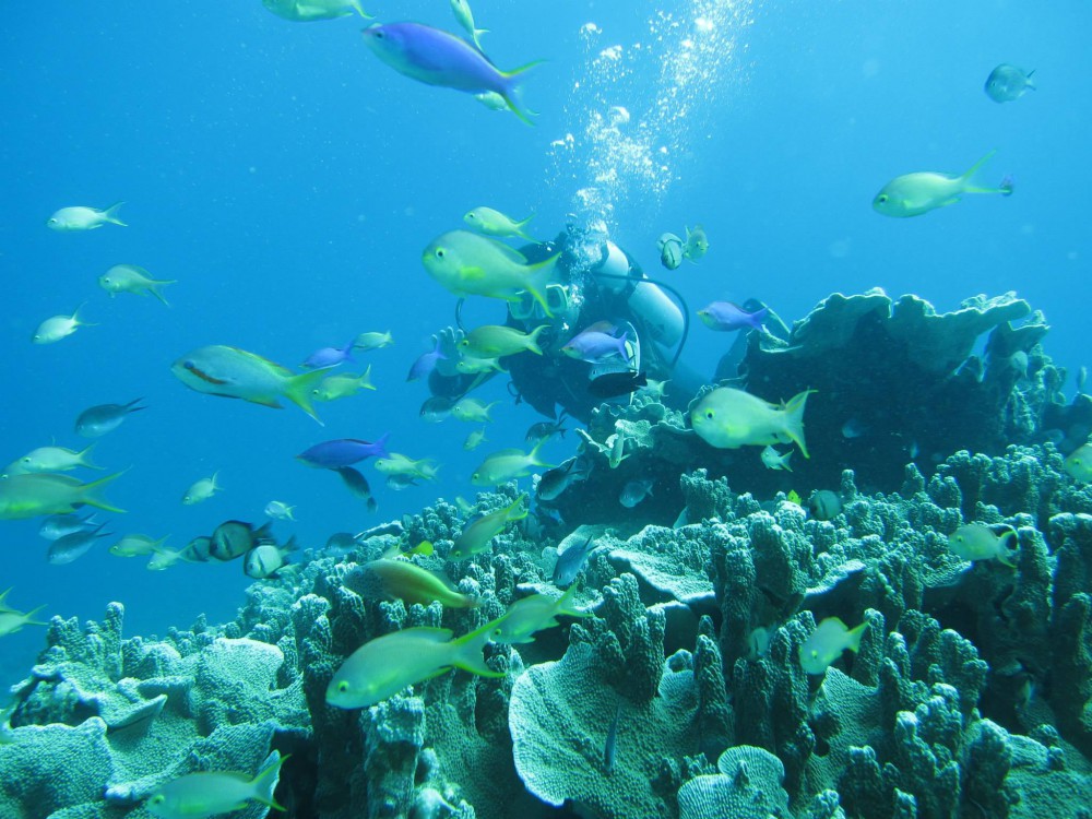 セブの海