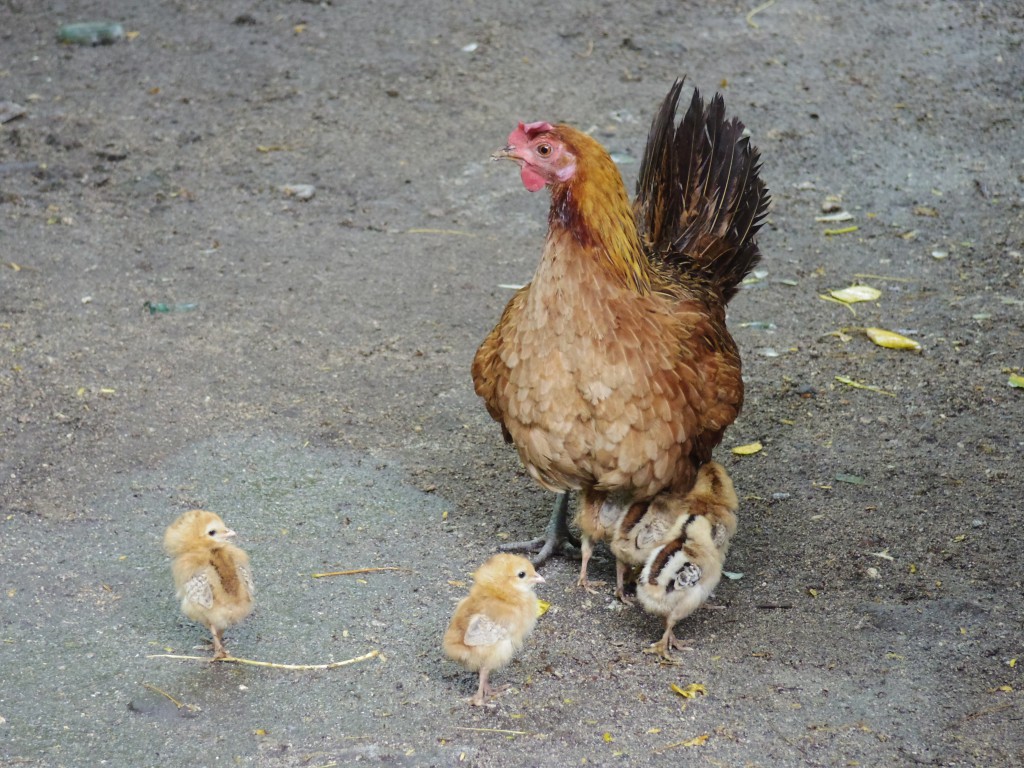 バリカサグ島にいたニワトリ