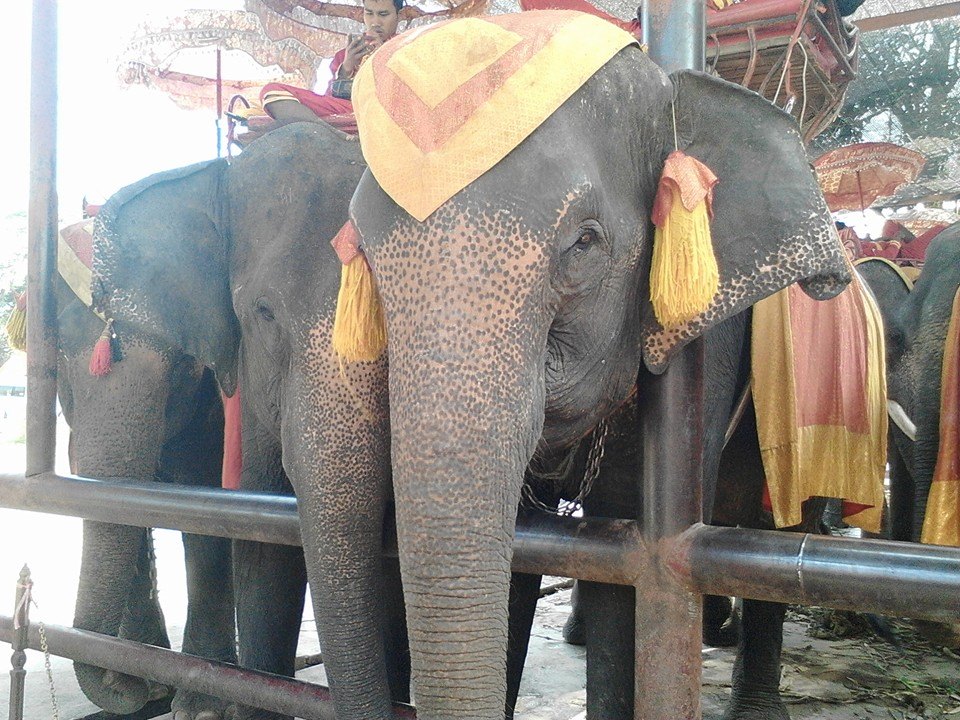 タイ。象に乗った。