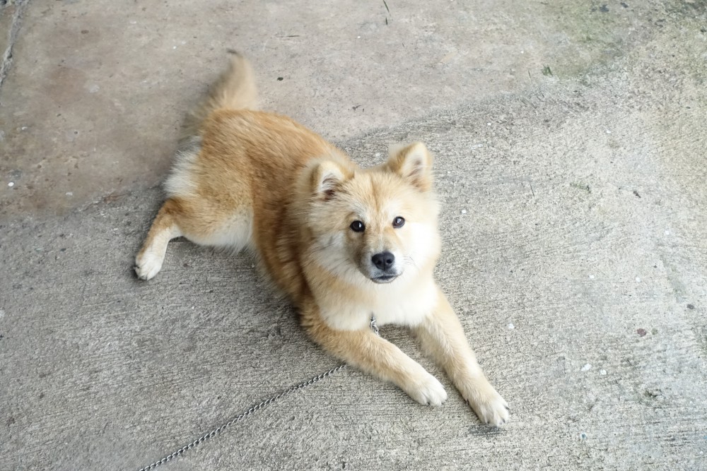 ヤンコセンターで買っている犬のヤンコちゃん